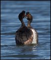 _2SB7026 eared grebes